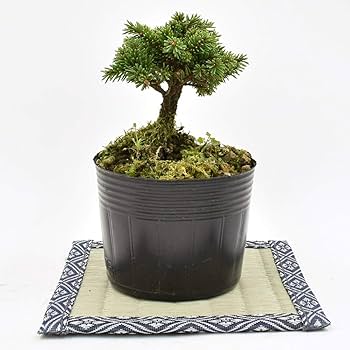 Amazon.co.jp: 盆栽 ミニ盆栽 蝦夷松千歳丸（えぞまつ） ミニ